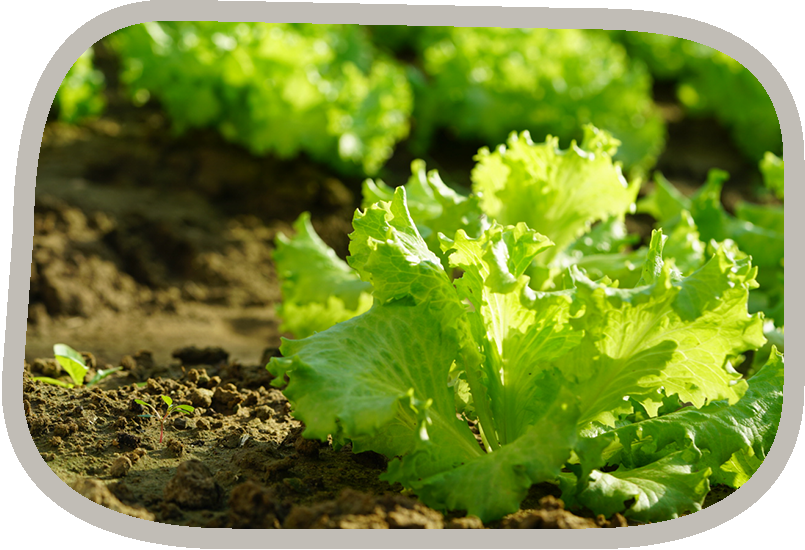 barduca_de_biologischer-salatgenuss_photo-3